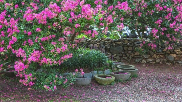 8 Reasons Why Your Crape Myrtle Might not Bloom as Expected
