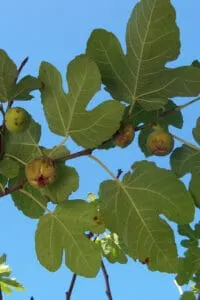 Fig Trees are self-pollinating