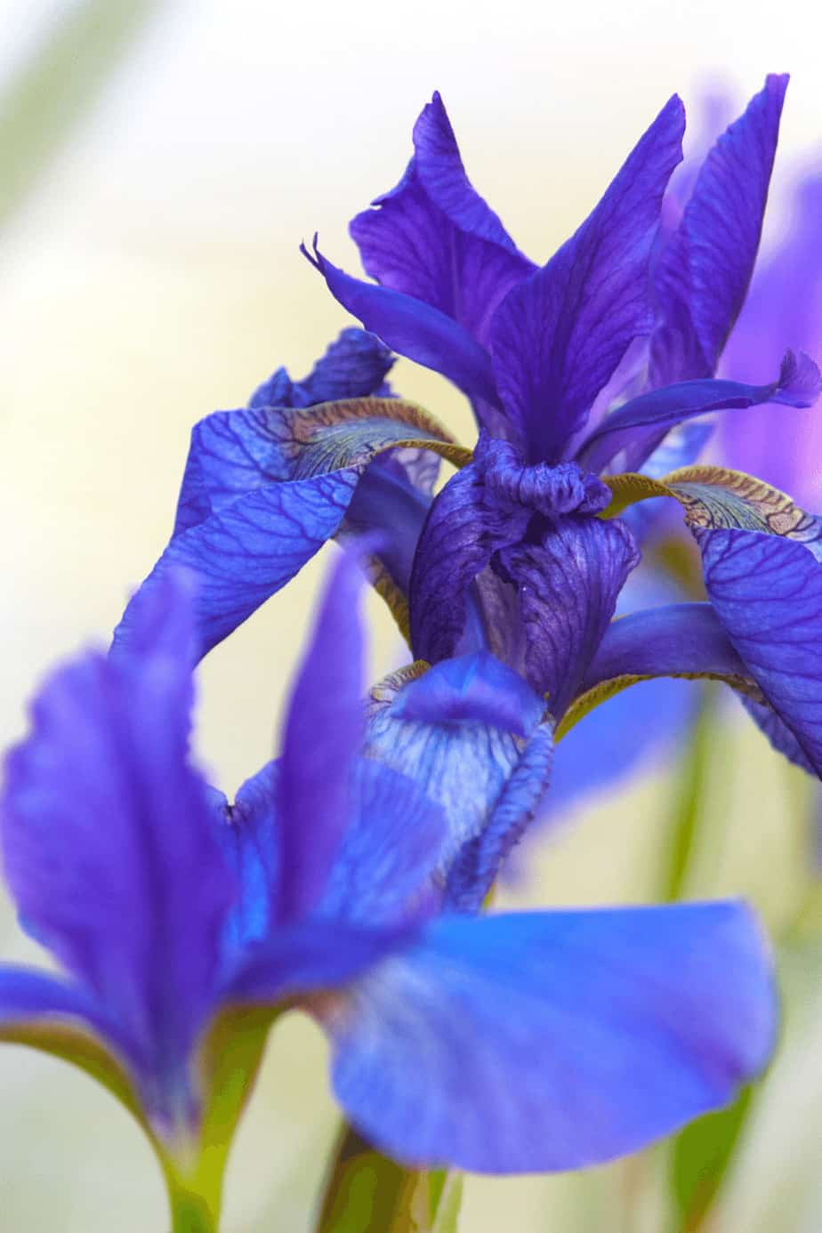 Best Fertilizers for Irises – A Buyers Guide 2022