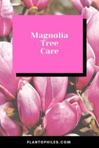 Magnolia Tree Care