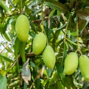 Mango trees should produce fruit for 40 years if all goes well