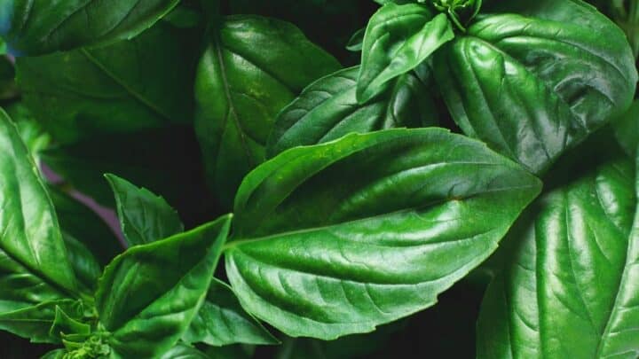 Overwatered Basil — Here’s What it Looks Like & What to Do