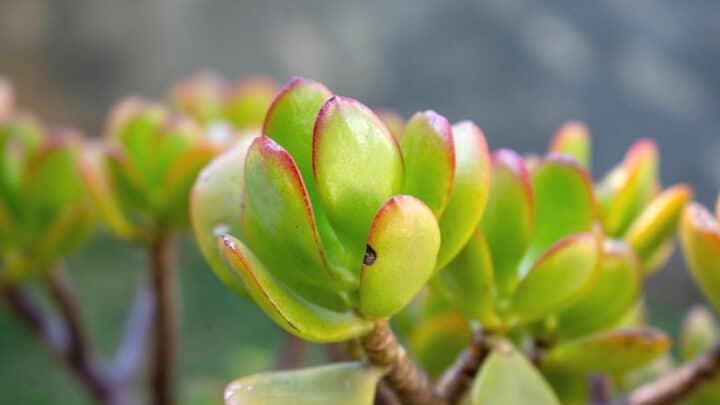 5 Reasons Why Your Jade Plant Is Dying ― And How to Save It!