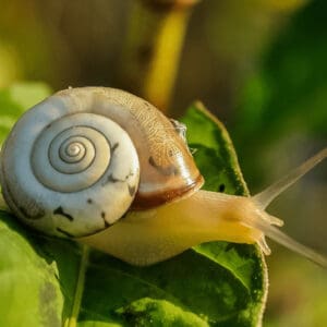 蜗牛有能力吃掉大量的花园植物188金宝慱亚洲体育
