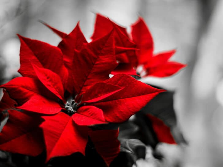 How Cold Can Poinsettias Survive? Brrr...