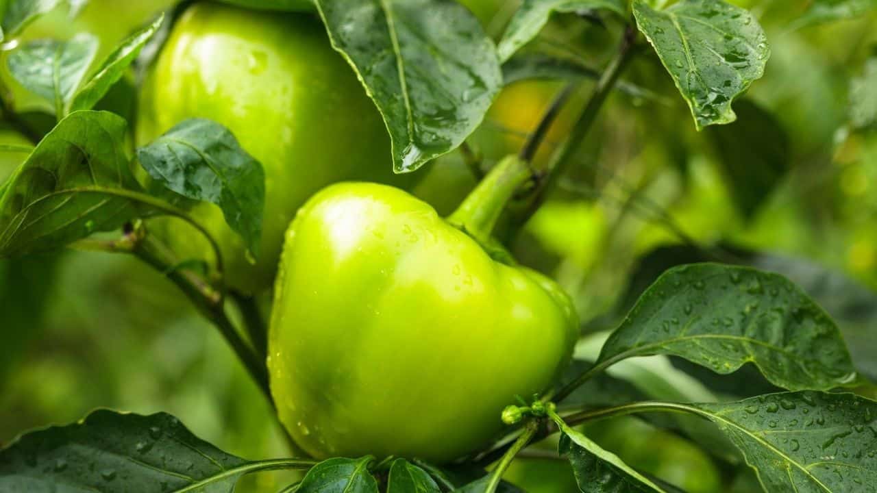 are bell pepper plants poisonous to dogs