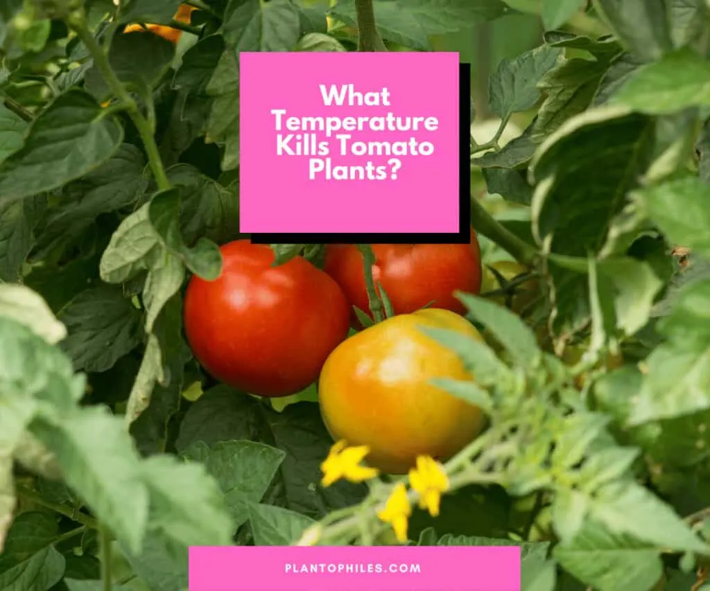 What Temperature Kills Tomato Plants?