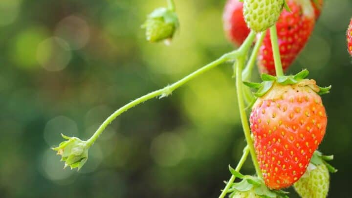 What is Eating My Strawberries? — 5 Pests to Watch Out For