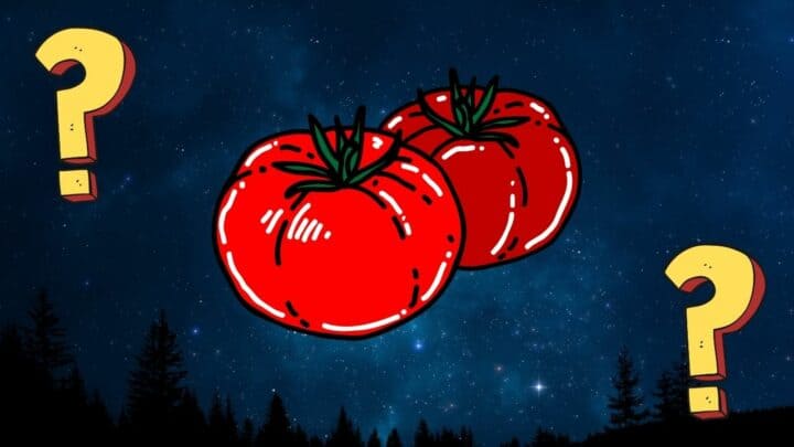 What is Eating My Tomatoes at Night? — Got You!