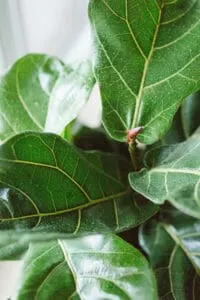 You can use Water-Soluble Fertilizers, liquid fertilizer or slow-release fertilizers for Fig Trees