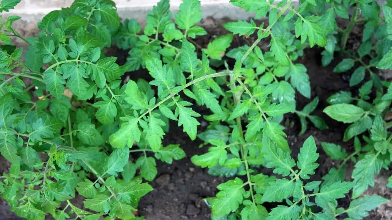5 Worst Reasons Why Tomatoes Are Not Flowering 5