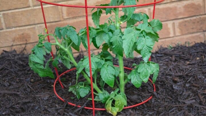 How To Use Tomato Cages The Right Way!