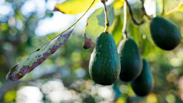 Why is My Avocado Tree Not Growing? The Answer