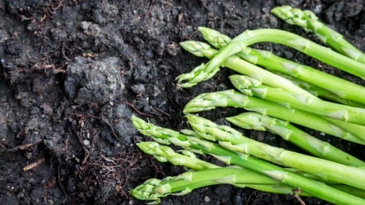 3 Tips On How To Prepare Asparagus For Winter