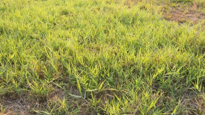 3 Foolproof Ways How To Kill Bermuda Grass In Fescue Lawn