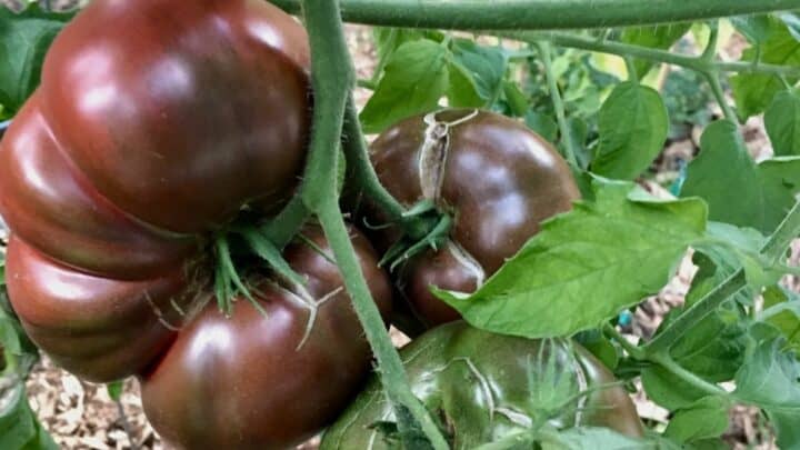 Purple Cherokee Tomato Plant Care — A Definitive Guide