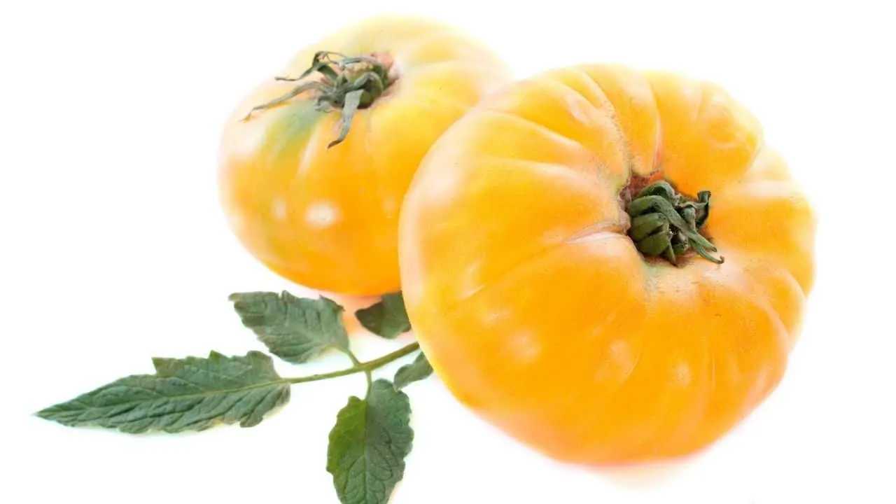 菠萝番茄植物保健——一个明确的指南2