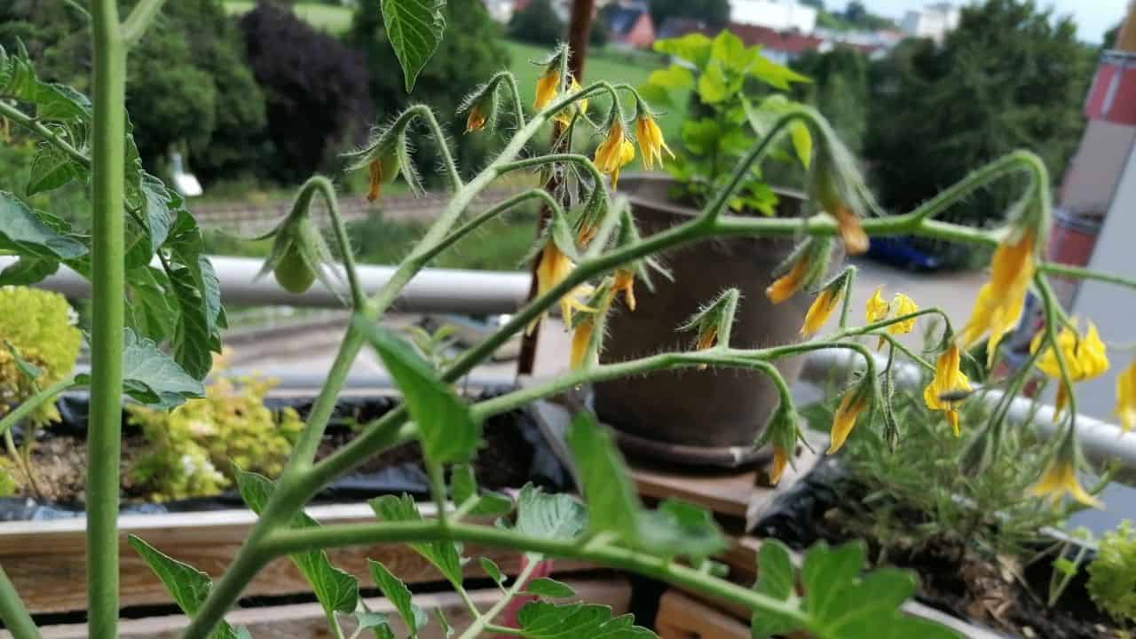 多长时间后番茄种植花吗?8
