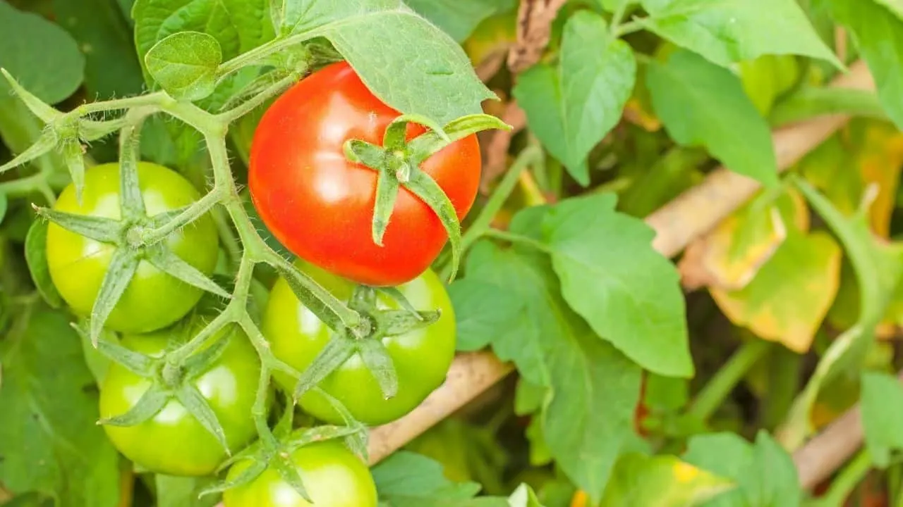 What Is Eating My Tomatoes? — Oh! Now I Know! 9