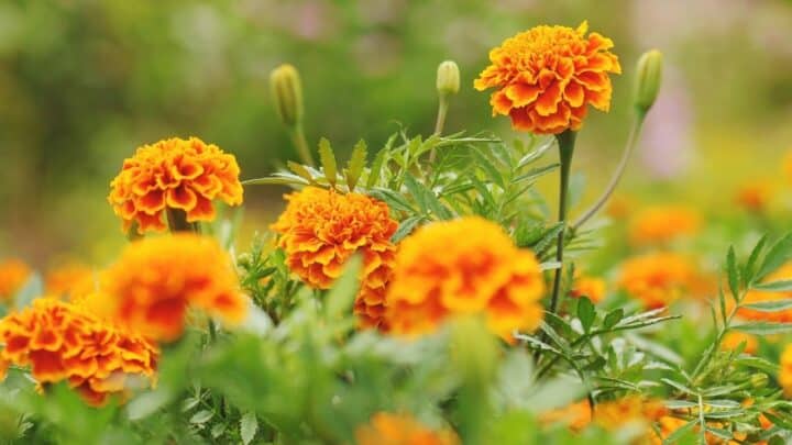 What is Eating My Marigolds? — Let’s Find Out Right Now!