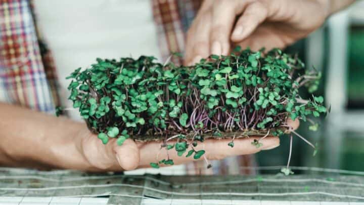 How To Grow Microgreens Without Soil The Right Way!