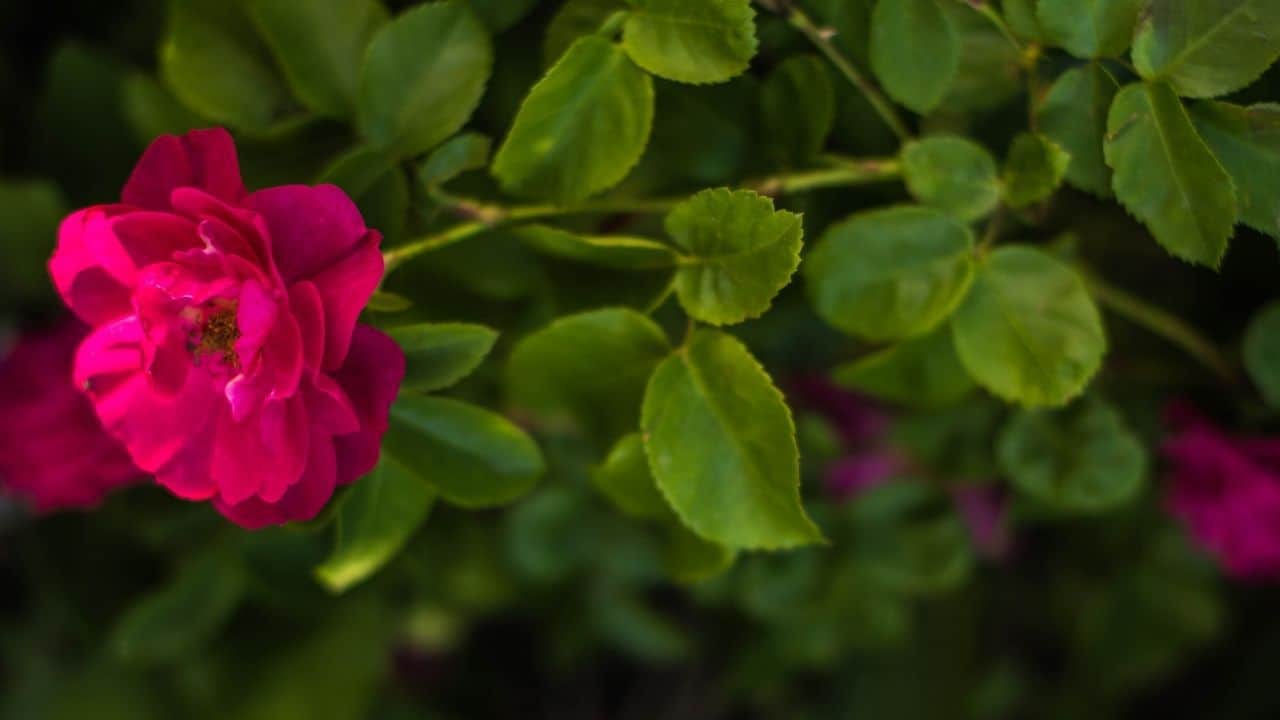 How To Grow Long Stem Roses From Cuttings