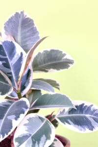 A minimum of 40% humidity is needed for Ficus Tineke