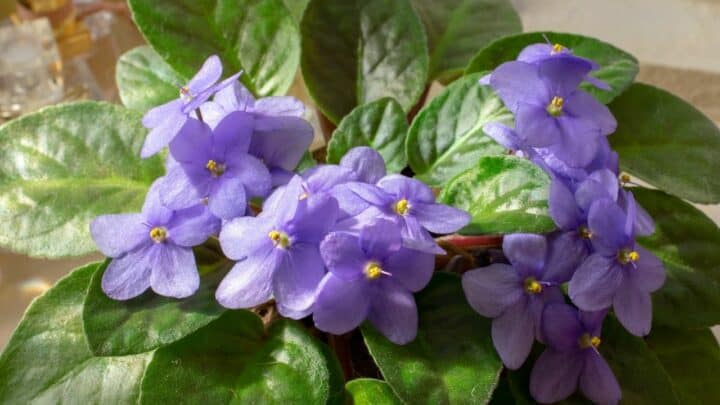 African Violet Diseases – All You Need to Know