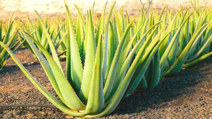 5 Reasons for Root Rot in Aloe Vera — Revealed