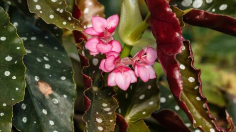 Why is My Angel Wing Begonia Dropping Leaves? 5 Reasons!