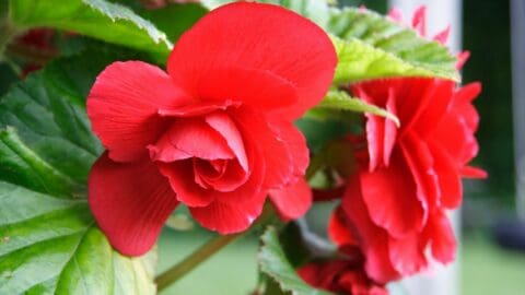 How To Root A Begonia – Steps You Should Know