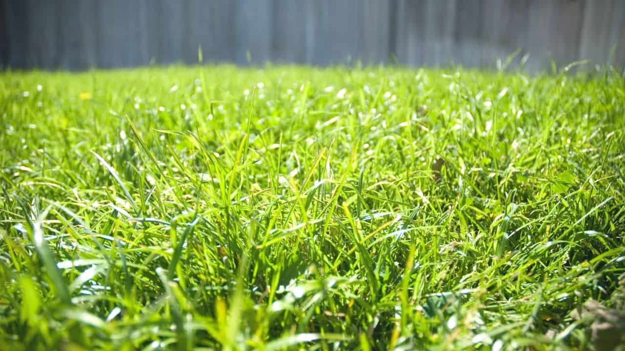 Bermuda Grass Sun Requirements