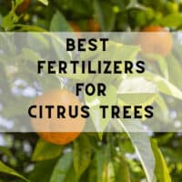 7 Best Citrus Tree Fertilizers – A Buyers Guide