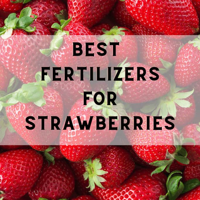 草莓最佳肥料