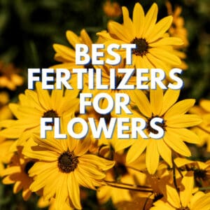 Best Fertilizers for Flowers