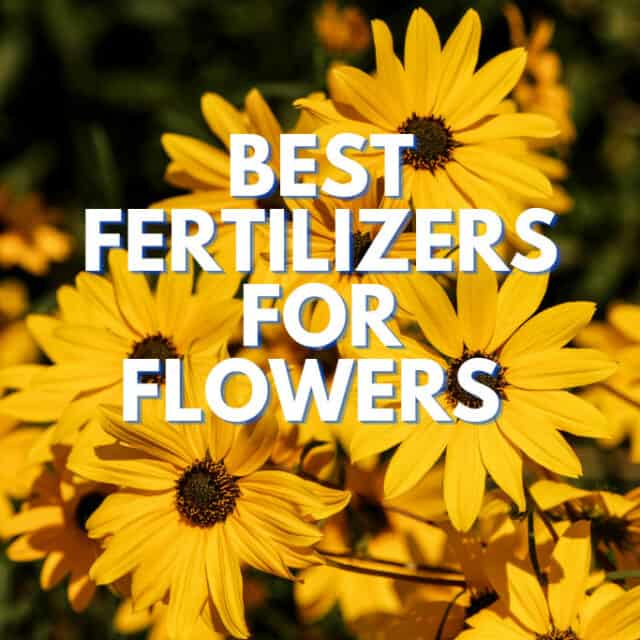 Best Fertilizers For Flowers – A Buyers Guide 2022