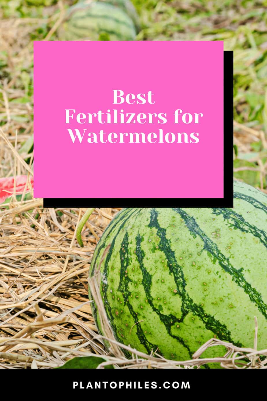 What is the Best Fertilizer for Watermelons