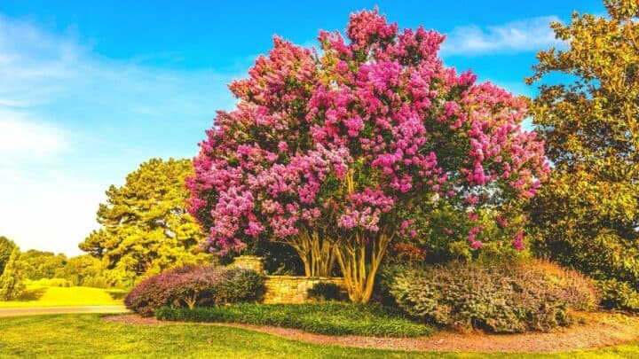 The 6 Best Plants to Plant under Crepe Myrtle Trees