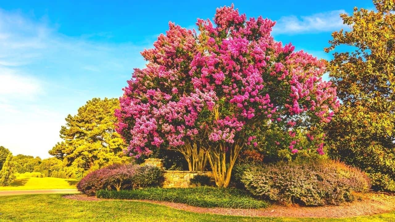 Plant under crepe myrtle