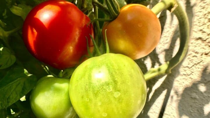 Better Boy Tomato Plant Care – A Definitive Care Guide