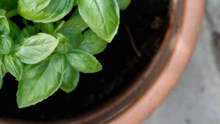 Top Reasons for Black Spots on Basil — Revealed
