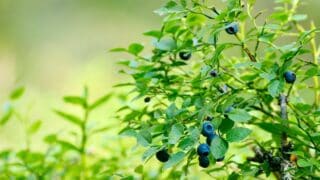 蓝莓肥料