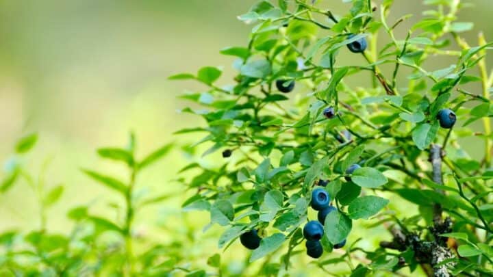 6 Best Fertilizers for Blueberries – A Buyers Guide