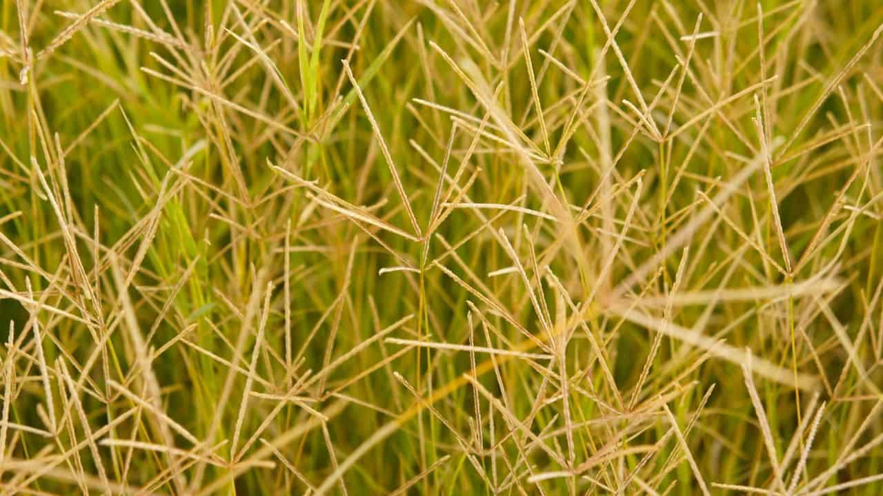 Brown Bermuda Grass