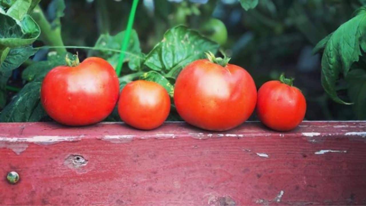 Bush Goliath Tomatoes