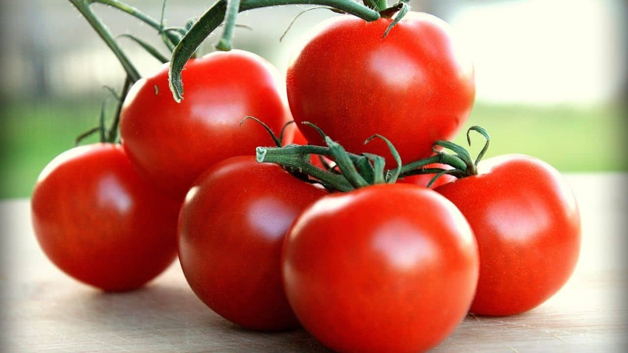 金巴利番茄
