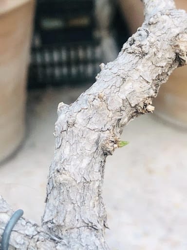 假虎刺属macrocarpa茎和芽