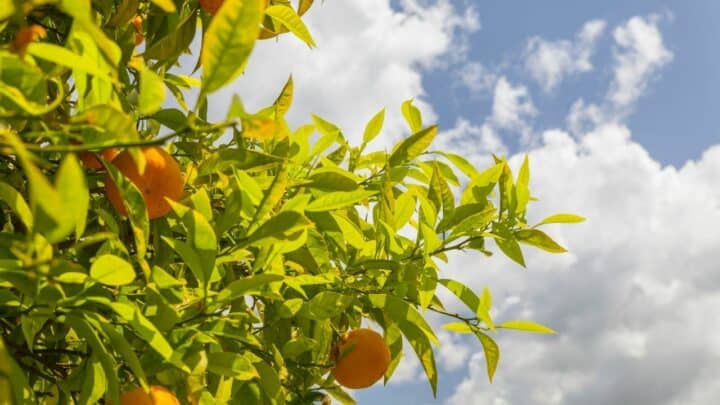 7最佳柑橘树肥料-买家指南