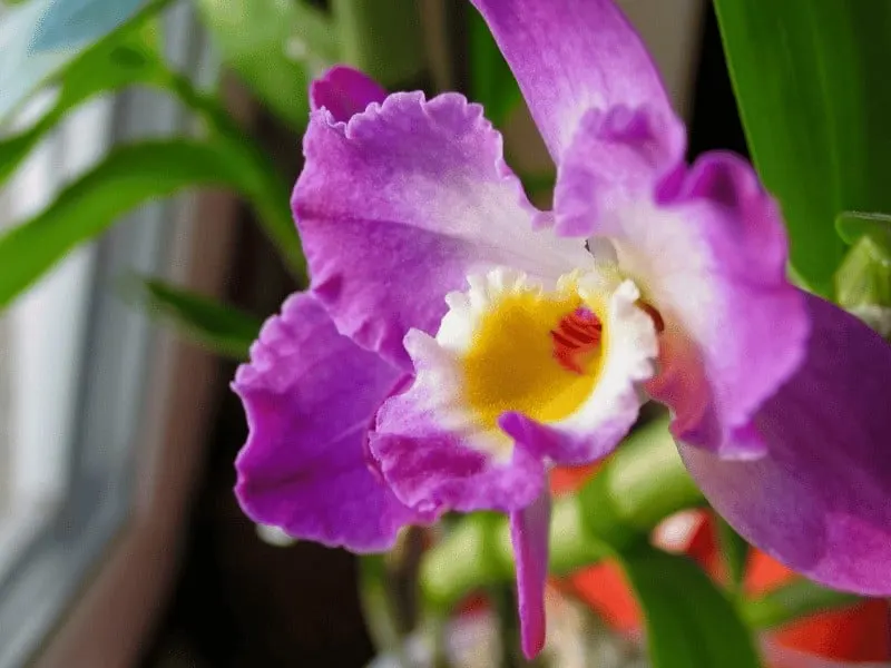 Expose orchids to low temperatures. A spot close to a window is ideal in autumn an winter