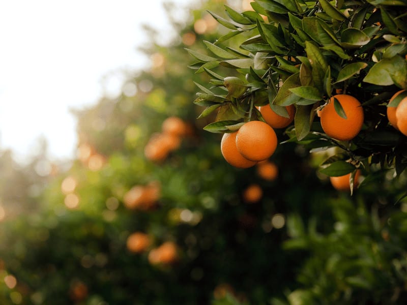 Fertilizer for Orange Trees